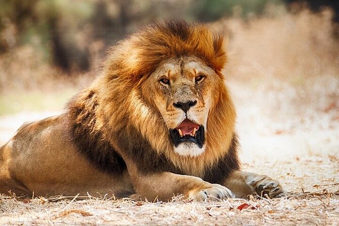 Nairobi National Park Half Day Game Drive Tour With Free WIFI - Why Nairobi National Park works so well for a half-day safari