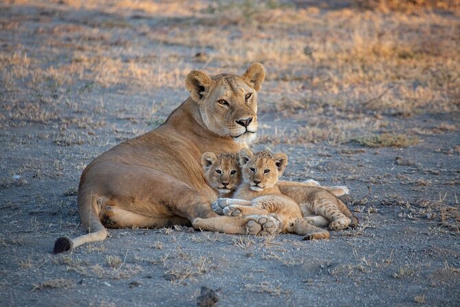 Nairobi National Park Half Day Game Drive Tour With Free WIFI - Guides, vehicle, and the practical side of the drive