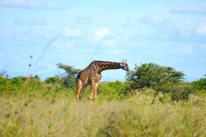 Nairobi National Park Half Day Game Drive Tour With Free WIFI - Morning or afternoon: which departure should you choose?