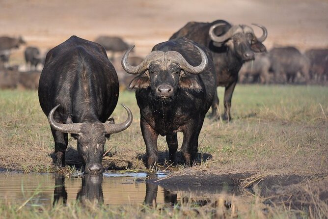 Nairobi National Park Half Day Game Drive Tour With Free WIFI - What the five-hour schedule really looks like