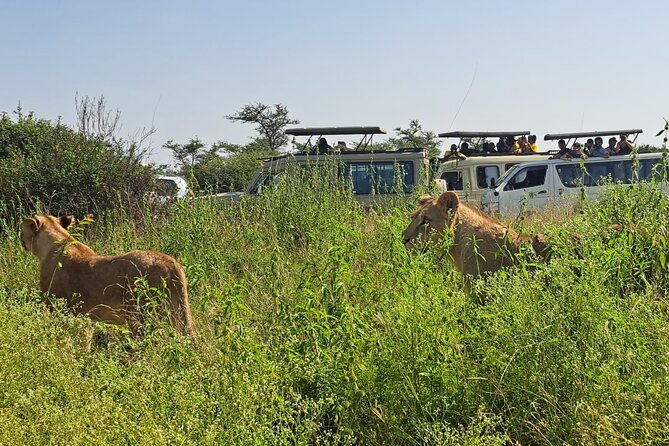 Nairobi National Park Half-Day Game Drive - Hotel pickup and the ride into the park