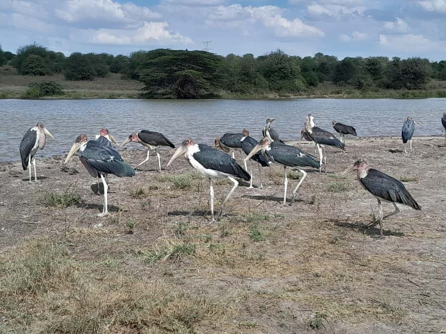 Nairobi National Park: Half-Day Group Tour with Pickup - Key points to know before booking