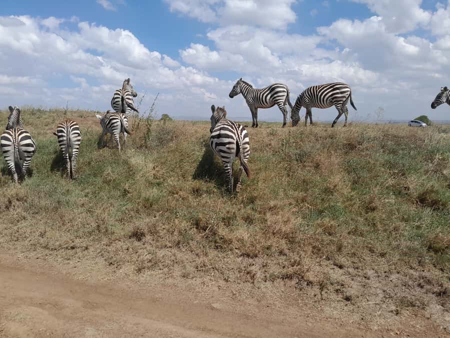 Nairobi National Park: Half-Day Group Tour with Pickup - Why Nairobi National Park is worth your morning