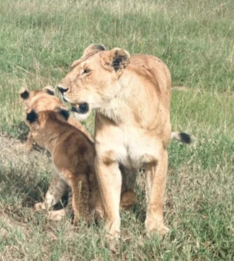 Nairobi National Park: Half-Day Group Tour with Pickup - The viewpoint and Nairobi skyline