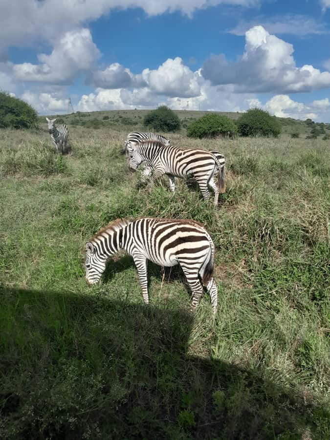 Nairobi National Park: Half-Day Group Tour with Pickup - Who will enjoy this half-day safari