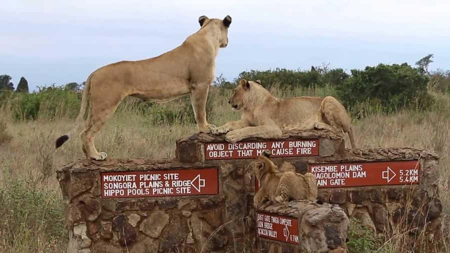 Nairobi National Park Half-Day Guided Game Drive With Pickup - A city pickup followed by a real Kenyan safari