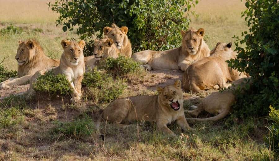 Nairobi National Park Half-Day Guided Game Drive With Pickup - Nairobi National Park: safari country seven kilometers from downtown