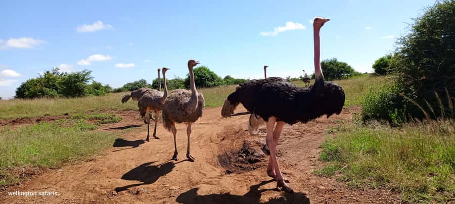 Nairobi National Park Half-Day Guided Game Drive With Pickup - Wildlife viewing, with patience required