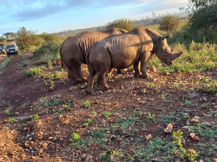 Nairobi National Park Half-Day Guided Game Drive With Pickup - Who will get the most from this tour?
