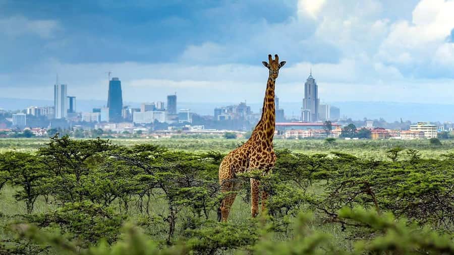 Nairobi National Park Half-Day Guided Game Drive With Pickup - FAQ