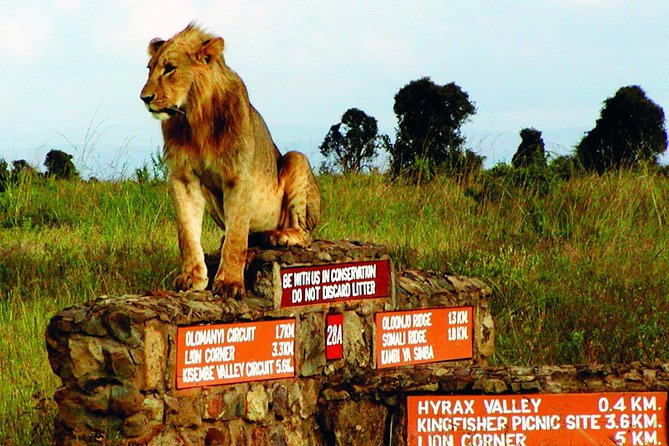 Nairobi National Park: Half Day Guided Tour From Nairobi - Why Nairobi National Park makes a smart first safari