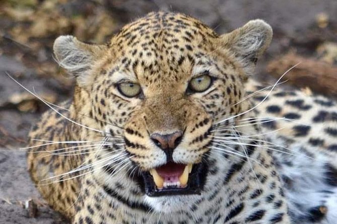Nairobi National Park Half Day Tour - The 3.5-hour Nairobi National Park game drive