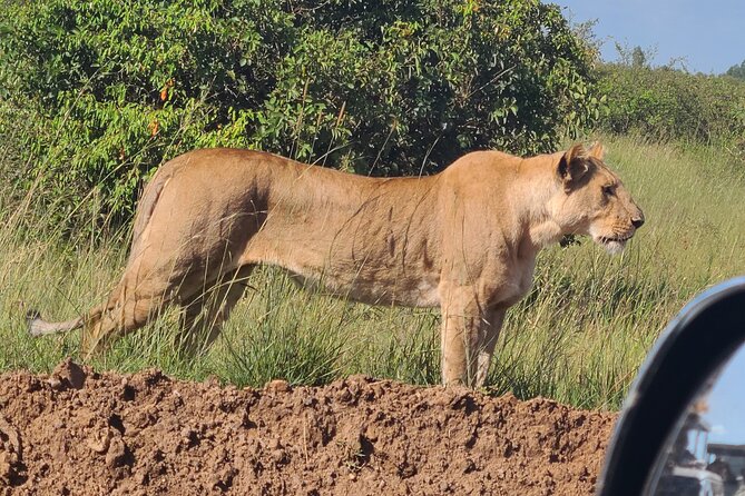 Nairobi National Park Half Day Tour - Kobe Tough beads and leather