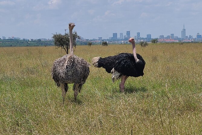 Nairobi National Park Half Day Tour - What $45 really covers