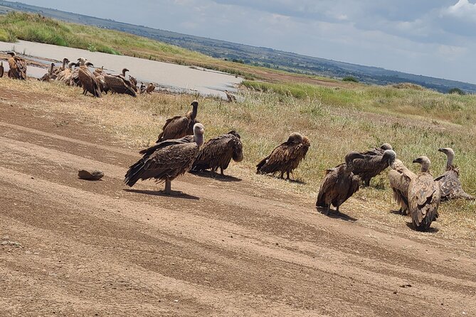 Nairobi National Park Half Day Tour - What to bring for a more comfortable outing