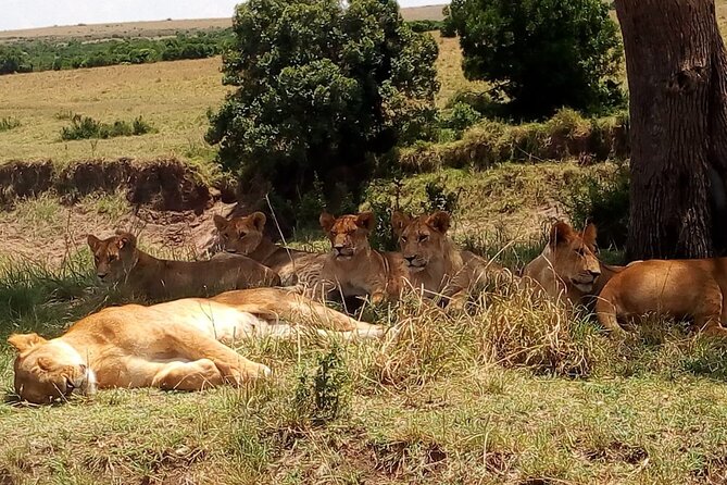 Nairobi National Park Half-Day Tour; Free Wi-Fi connection - The Nairobi skyline as part of the view