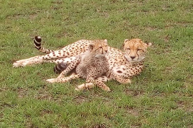 Nairobi National Park Half-Day Tour; Free Wi-Fi connection - What happens at the Maasai Market Collections stop