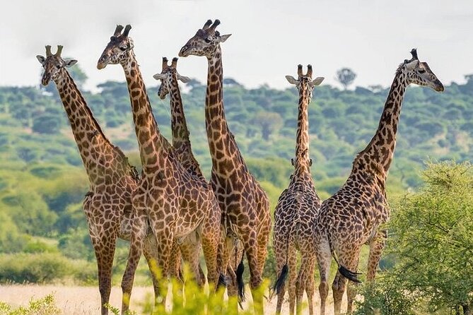 Nairobi National Park half-Day Tour; Free wifi Connection - What you may see on the four-hour game drive