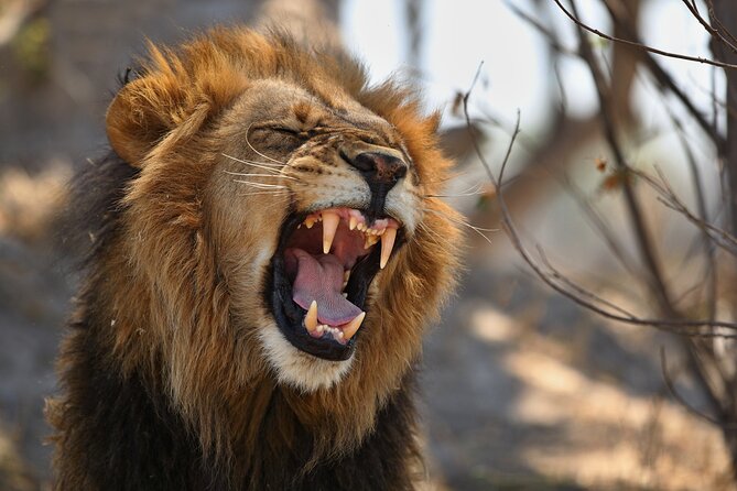 Nairobi National Park half-Day Tour; Free wifi Connection - The value of a professional guide