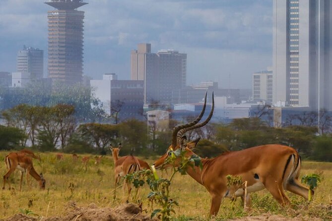 Nairobi National Park half-Day Tour; Free wifi Connection - Comfort, vehicles, and simple park facilities