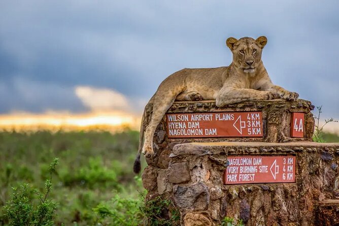 Nairobi National Park half-Day Tour; Free wifi Connection - Morning or afternoon: choosing your timing