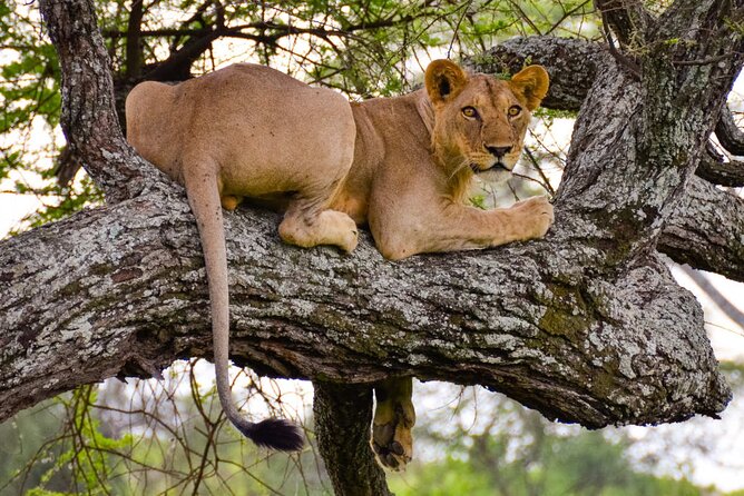 Nairobi National Park half-Day Tour; Free wifi Connection - Entering Nairobi National Park