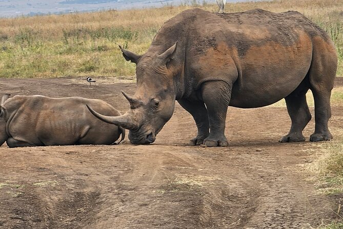 Nairobi National Park Half Day Tour with Landcruiser with Pickup - Pickup, the one-hour start, and getting into the park