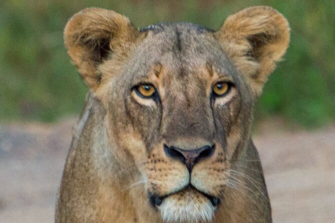 Nairobi National Park Half Day Tour with Landcruiser with Pickup - What the guide service is really worth