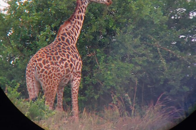 Nairobi National Park Half Day with Pickup - Why Nairobi National Park makes sense on a short visit