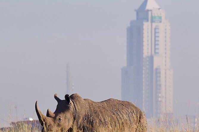 Nairobi National Park Half Day with Pickup - Timing, comfort, and what to bring