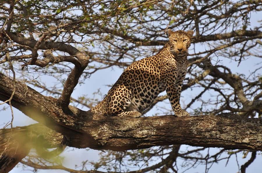 Nairobi National Park Morning Game Drive With Free Pickup - Four hours of wildlife viewing inside the park