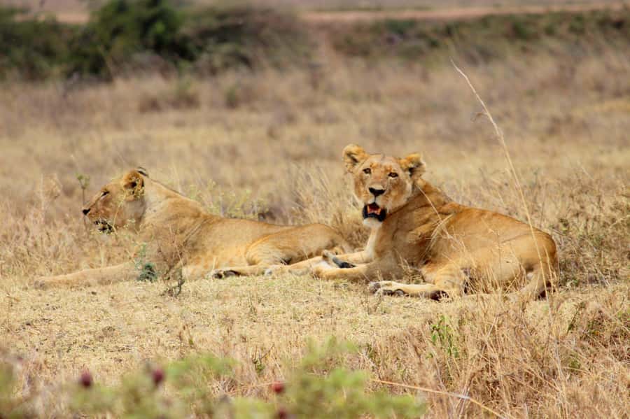Nairobi National Park Morning Game Drive With Free Pickup - What the return trip looks like