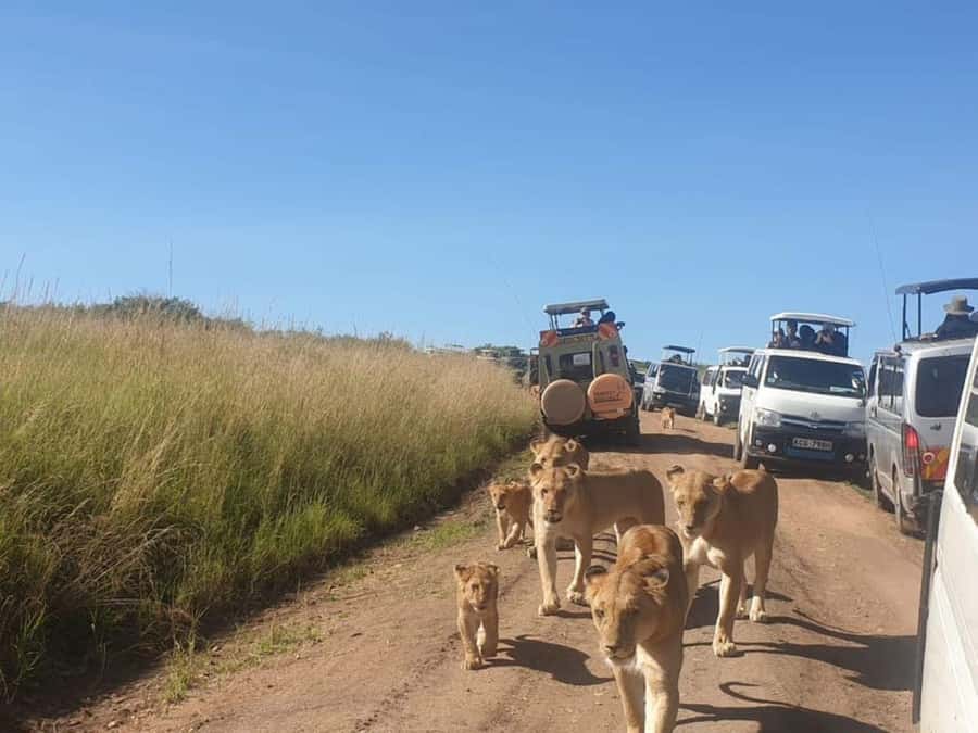 Nairobi National Park Morning Game Drive With Free Pickup - Who should book this Nairobi safari