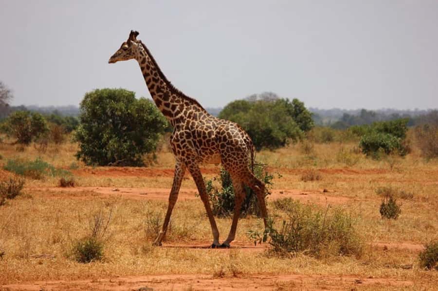Nairobi National Park Morning Game Drive With Free Pickup - Booking details worth knowing before you go
