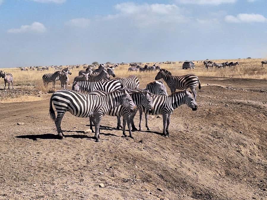 Nairobi National Park Morning Or Evening Game Drive Tour - Key points to know before booking