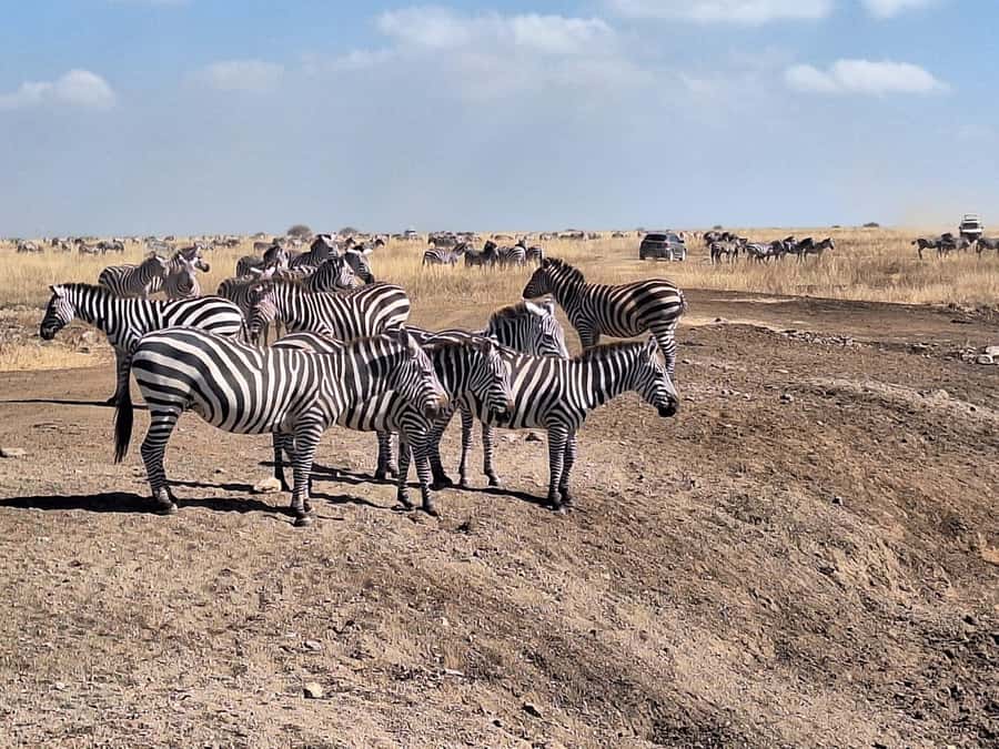 Nairobi National Park Morning Or Evening Game Drive Tour - Entering Kenya’s oldest national park