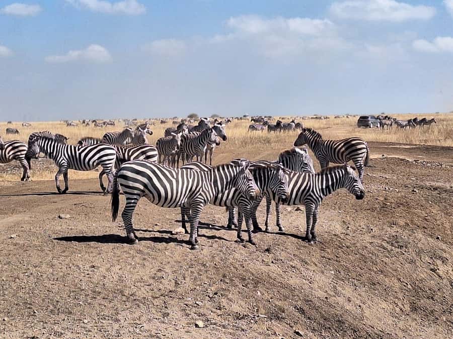 Nairobi National Park Morning Or Evening Game Drive Tour - What the open-roof vehicle adds