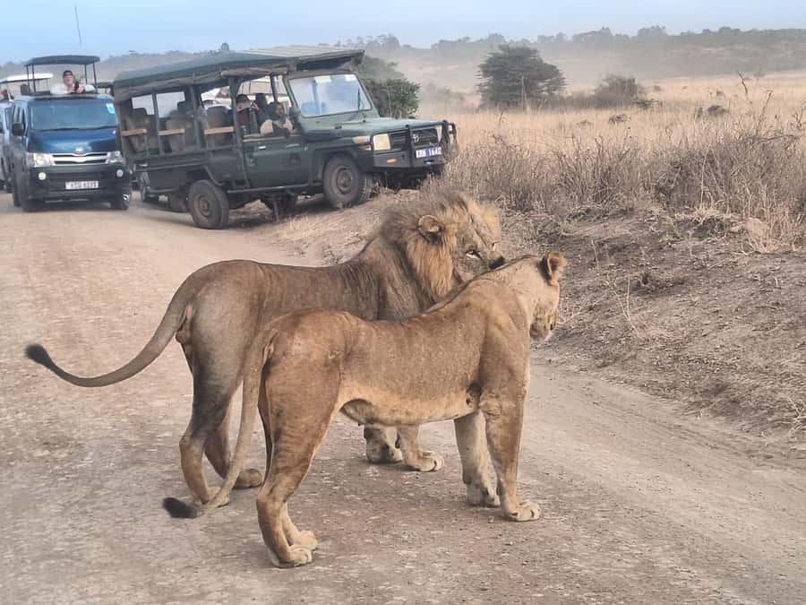 Nairobi National Park Morning Or Evening Game Drive Tour - Who will enjoy this five-hour game drive?