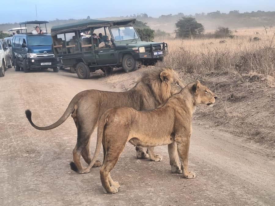 Nairobi National Park Morning Or Evening Game Drive Tour - Starting with hotel pickup in Nairobi