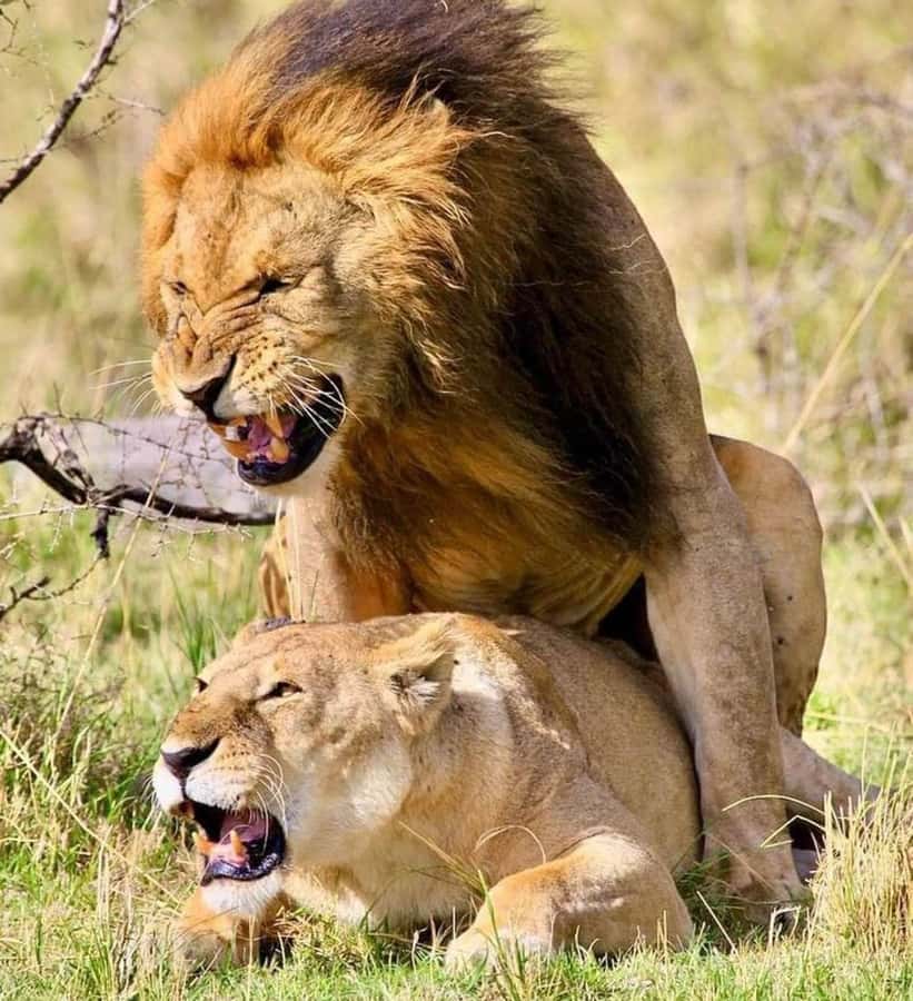 Nairobi: National Park & Optional Elephants & Giraffe Center - Key points to know before booking
