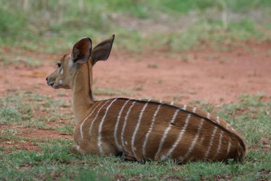Nairobi: National Park & Optional Elephants & Giraffe Center - Nairobi National Park before breakfast