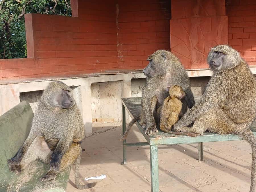 Nairobi: National Park & Optional Elephants & Giraffe Center - The Sheldrick elephant nursery