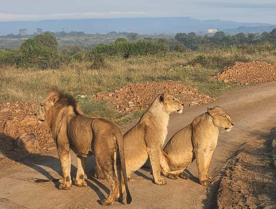 Nairobi: National Park & Optional Elephants & Giraffe Center - Timing, transport, and the long middle of the day