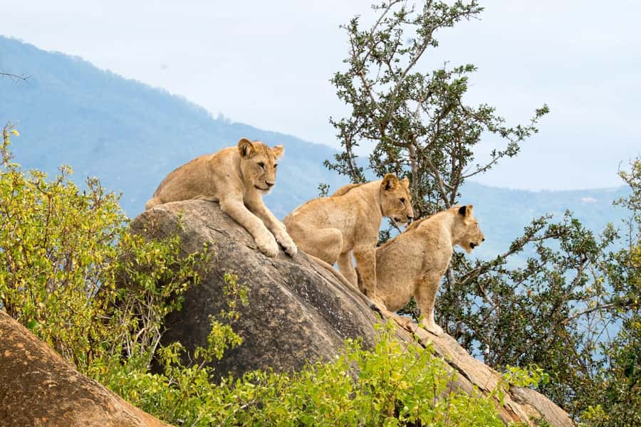 Nairobi: National Park & Optional Elephants & Giraffe Center - What the $80 price really means