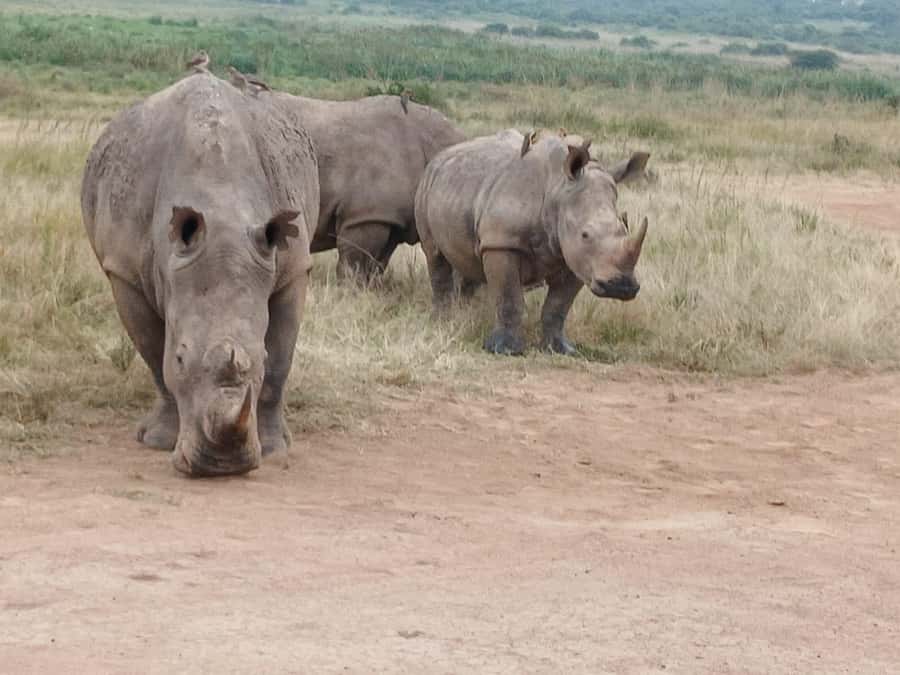 Nairobi: National Park & Optional Elephants & Giraffe Center - Who will get the most from this day