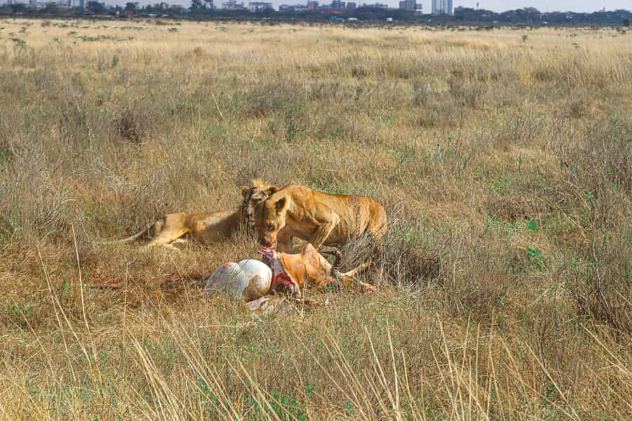 Nairobi National Park, Orphanage, Giraffe & Beads Tour - The David Sheldrick Wildlife Trust at 10:45 AM