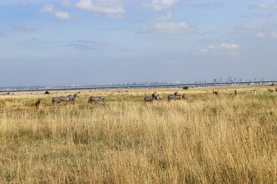 Nairobi National Park, Orphanage, Giraffe & Beads Tour - Lunch and a pause in the middle of the day