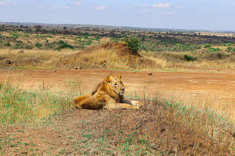 Nairobi National Park, Orphanage, Giraffe & Beads Tour - Guides, vehicles, and the pace of the day
