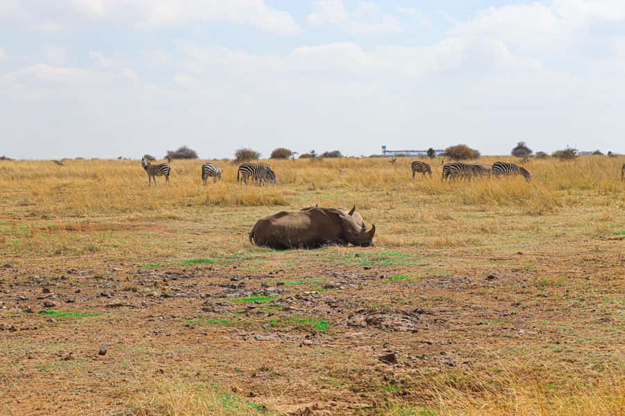 Nairobi National Park, Orphanage, Giraffe & Beads Tour - Who should choose this tour?