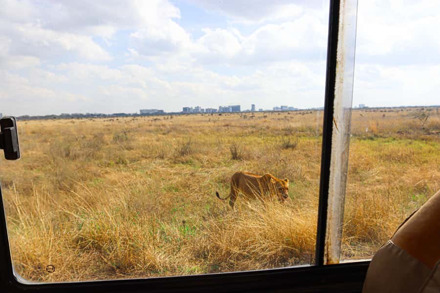 Nairobi National Park, Orphanage, Giraffe & Beads Tour - Leaving at 6:00 AM for Nairobi National Park